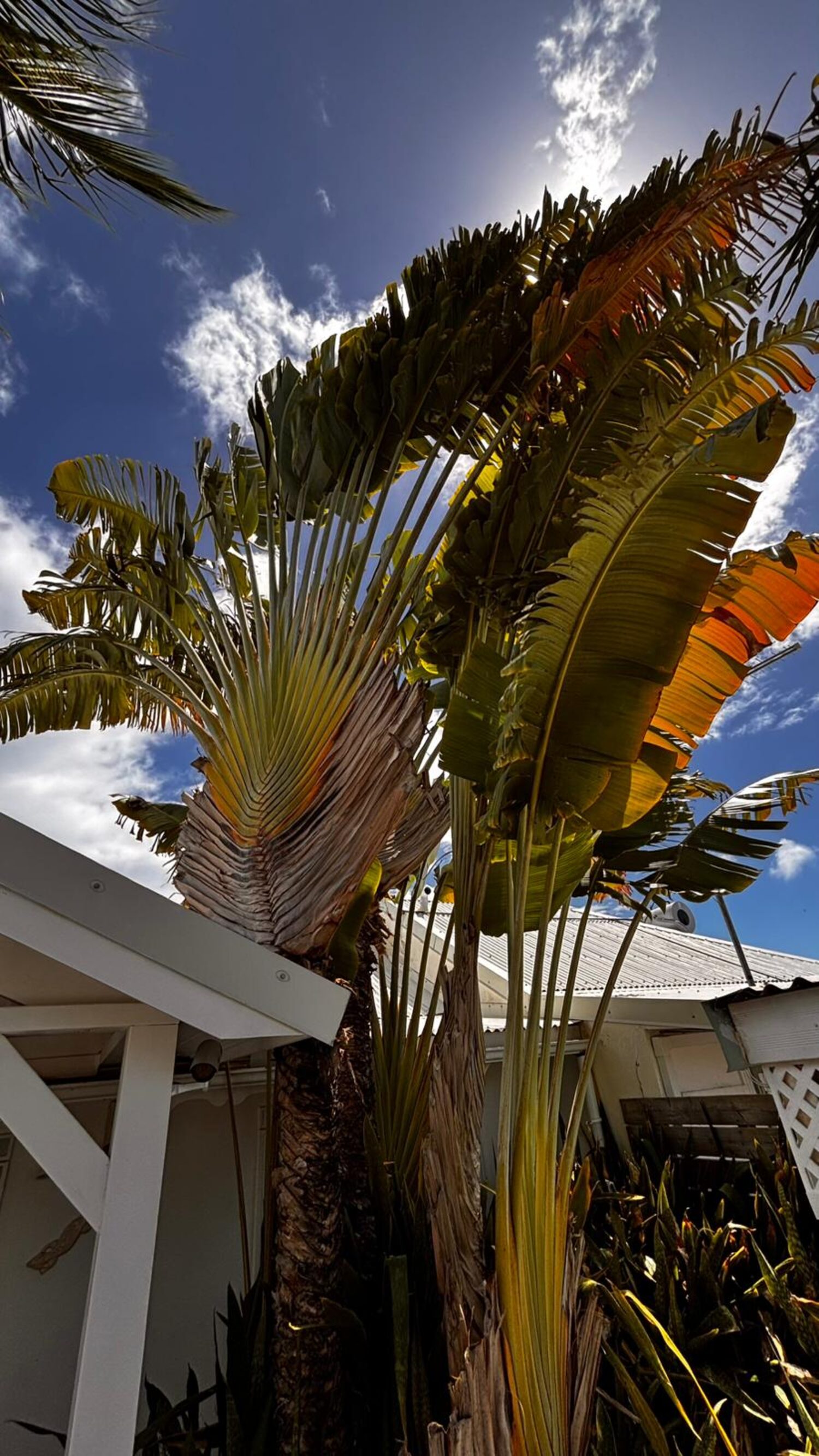 Jardin tropical luxuriant de la villa Beijaflor